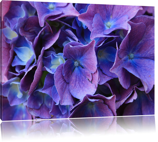 Blaue Hortensien Blüte Leinwandbild