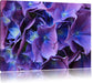 Blaue Hortensien Blüte Leinwandbild