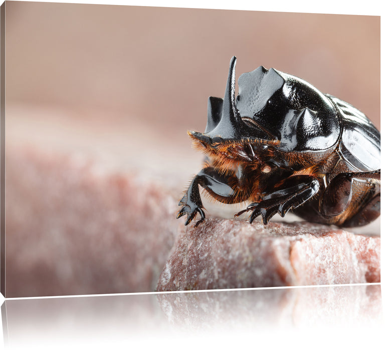 Pixxprint Nashornkäfer Porträ, Leinwandbild