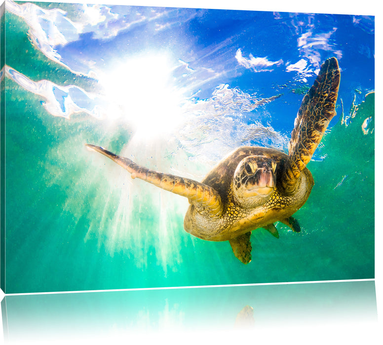 Pixxprint Grüne Meeresschildkröte, Leinwandbild