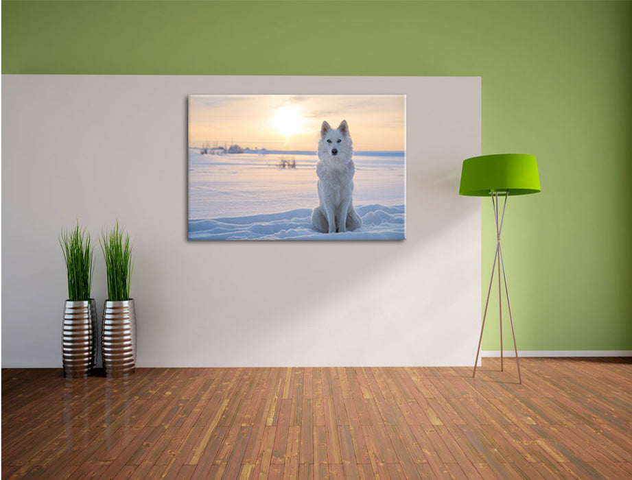 Weißer Wolf im Schnee Leinwandbild im Flur