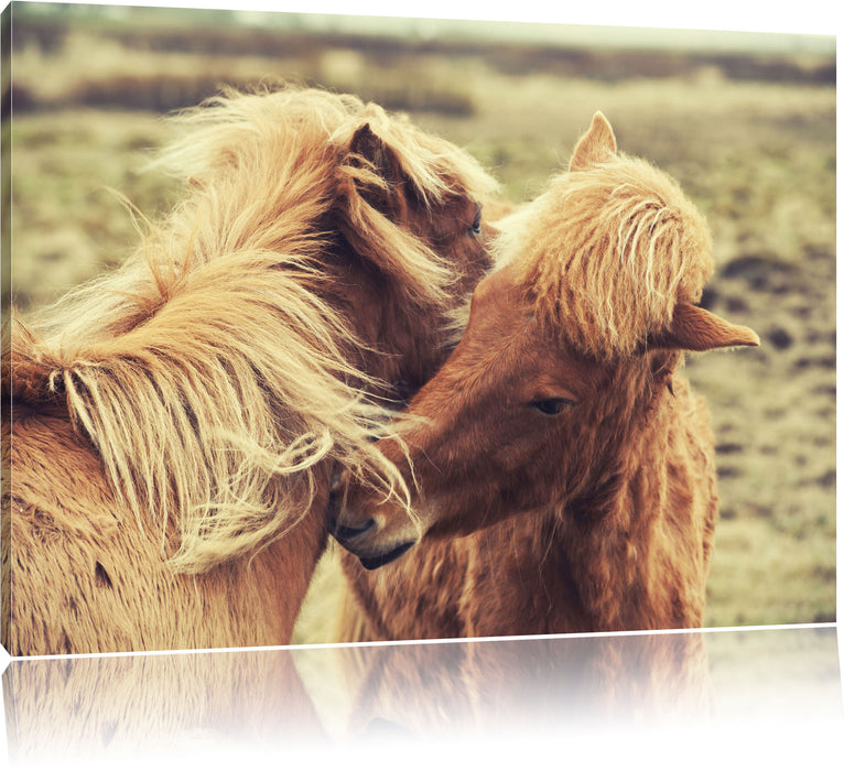 Islandpferde Pony Leinwandbild