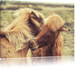 Islandpferde Pony Leinwandbild