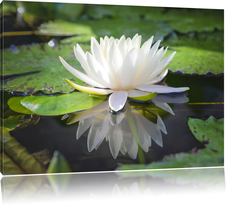 Weiße Lotusblume im Wasser Leinwandbild