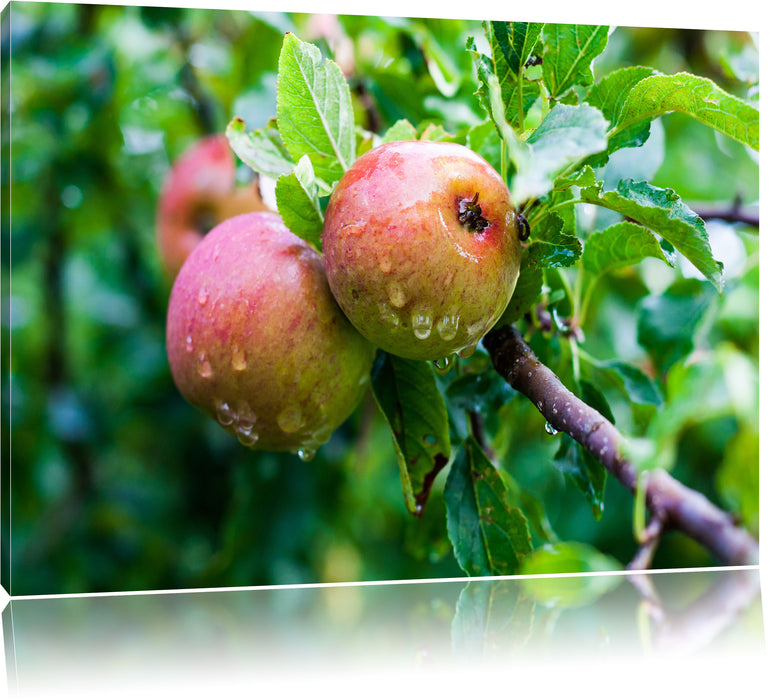 Pixxprint Köstliche wilde Äpfel, Leinwandbild