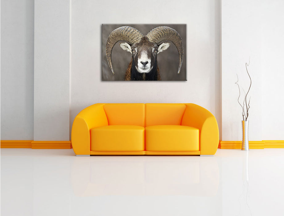 Mufflon Porträ Leinwandbild über Sofa