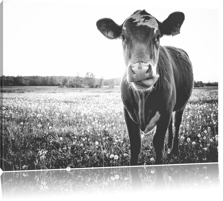 Pixxprint Kuh auf Wiese B&W, Leinwandbild