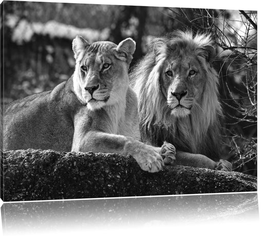 interessiertes Löwenpaar Kunst B&W Leinwandbild