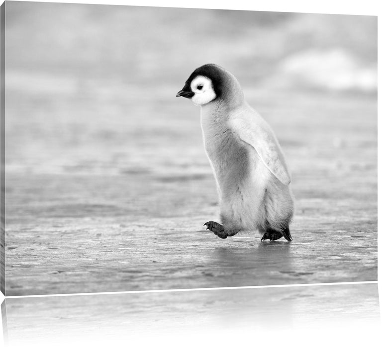 Pixxprint Kaiserpinguinkücken, Leinwandbild