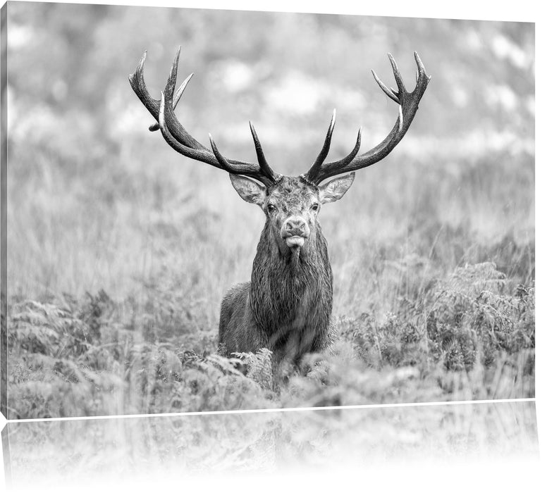 Pixxprint Großer Hirsch im Feld Kunst B&W, Leinwandbild