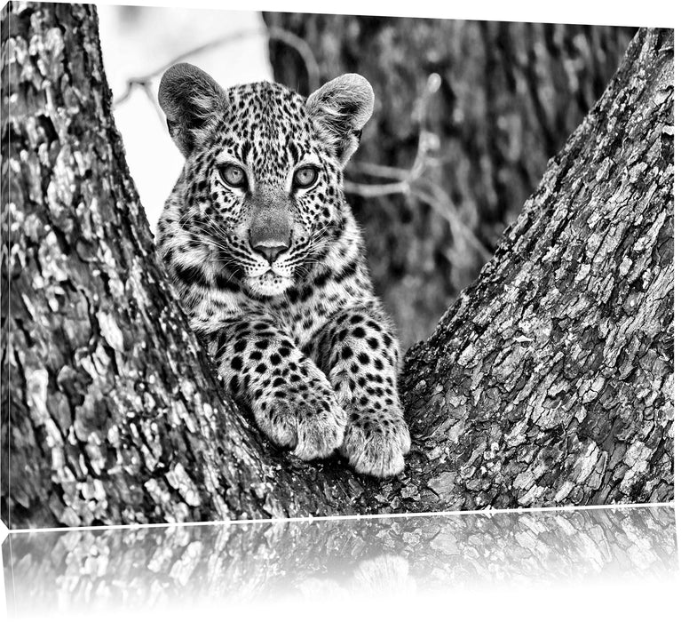 Pixxprint Leopardenbaby, Leinwandbild
