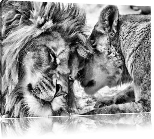Kuschelnde Löwen B&W Leinwandbild