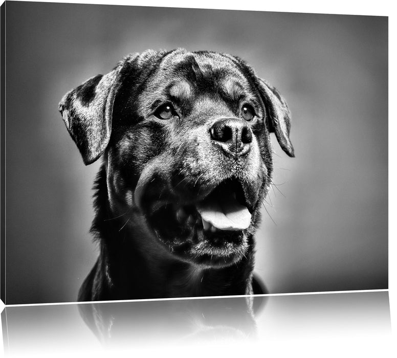 Pixxprint Treuer Rottweiler, Leinwandbild