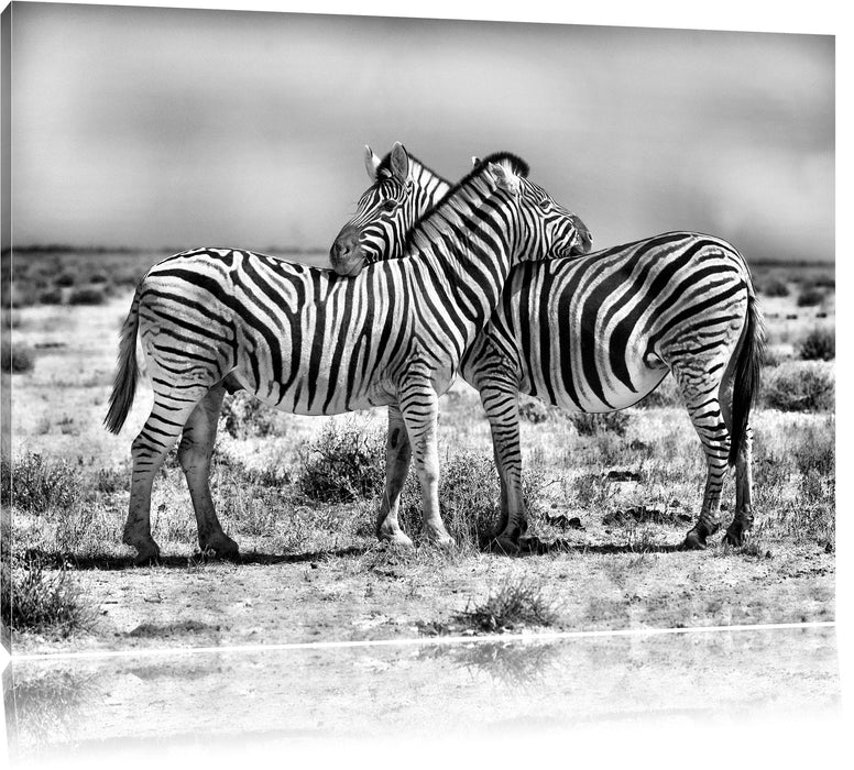 Pixxprint Schmusende Zebras, Leinwandbild