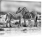 Schmusende Zebras Leinwandbild