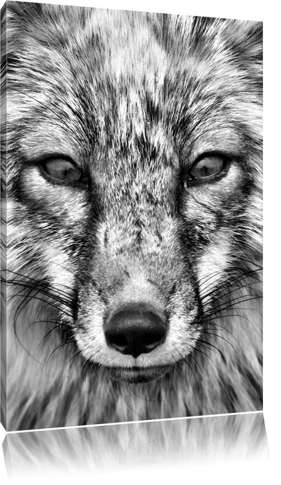 Pixxprint Fuchs Porträ, Leinwandbild