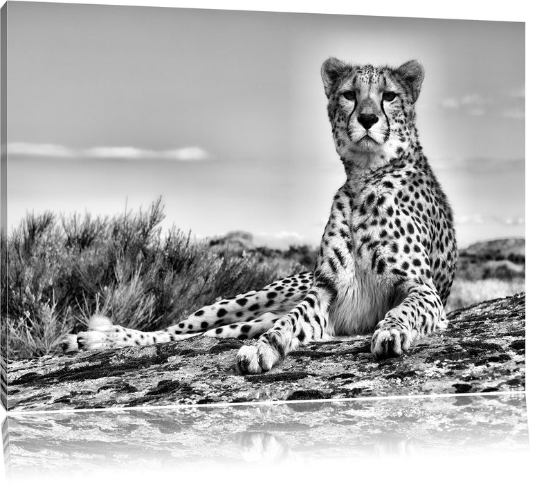 Pixxprint Gepard in Savanne B&W, Leinwandbild