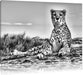 Gepard in Savanne B&W Leinwandbild