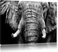 Elefant B&W Leinwandbild