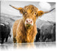 Blick einer Kuh an der Weide B&W Leinwandbild