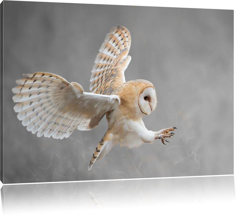Pixxprint Weiße Eule bei der Jagd B&W, Leinwandbild