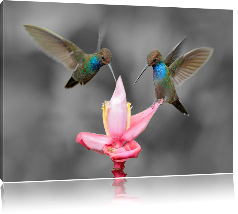 Kolibris in den Tropen Leinwandbild