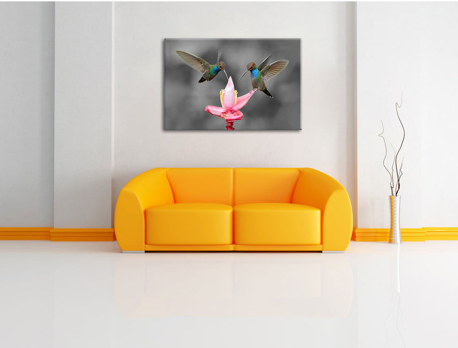 Kolibris in den Tropen Leinwandbild über Sofa
