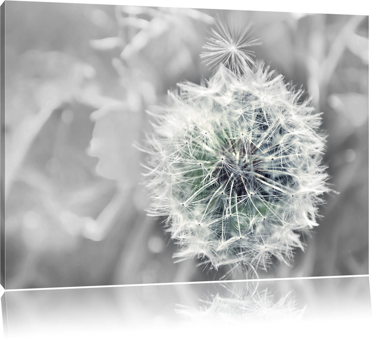 Pixxprint Löwenzahn Nahaufnahme B&W, Leinwandbild