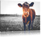 Kuh auf Butterblumenwiese B&W Leinwandbild
