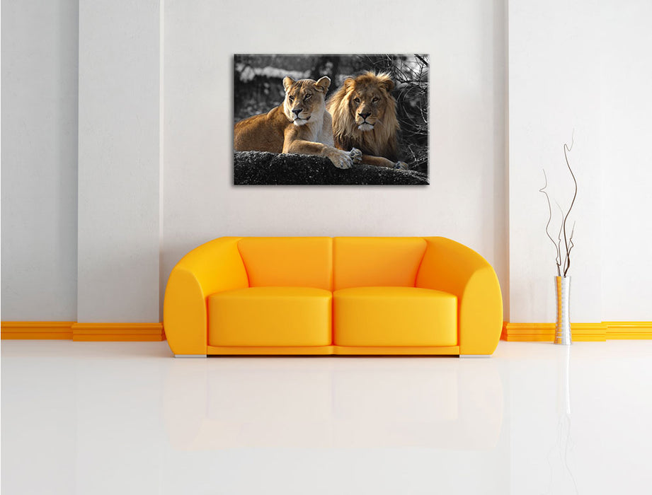 interessiertes Löwenpaar Leinwandbild über Sofa