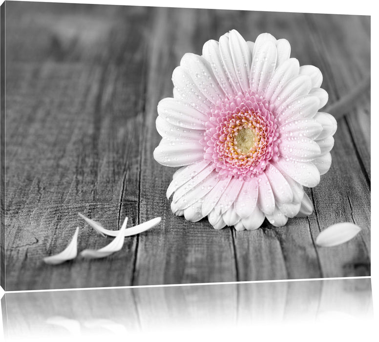 Pixxprint pinke Gerbera auf rustikalem Boden, Leinwandbild