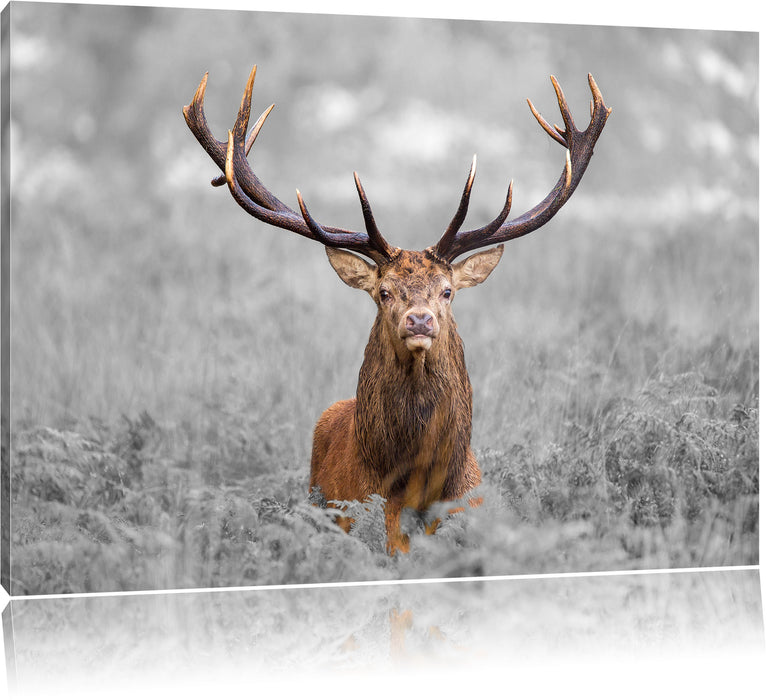 Pixxprint Großer Hirsch im Feld B&W, Leinwandbild