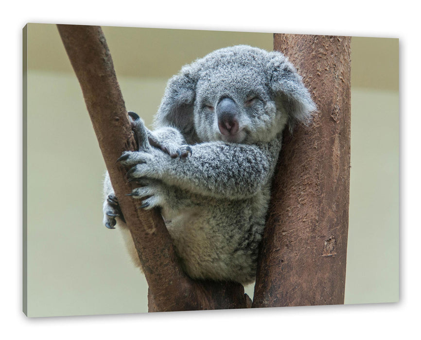 Pixxprint Schlafender Koala im Baum, Leinwandbild