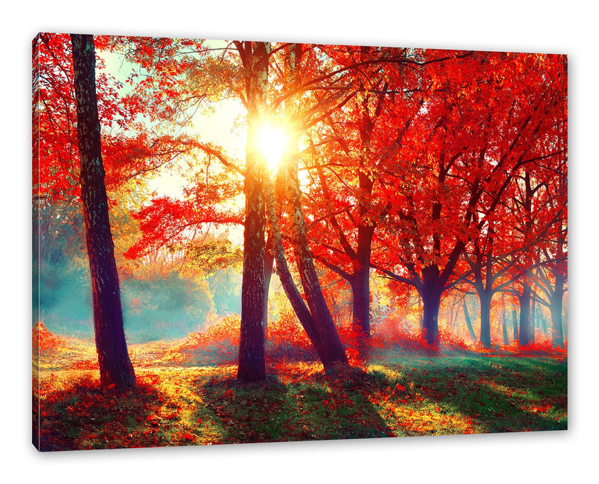 Pixxprint Bunte Herbstbäume sonnenbestrahlt, Leinwandbild