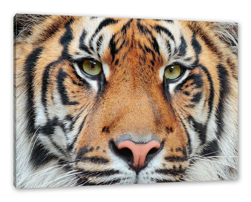 Pixxprint Nahaufnahme Sumatra Tiger, Leinwandbild