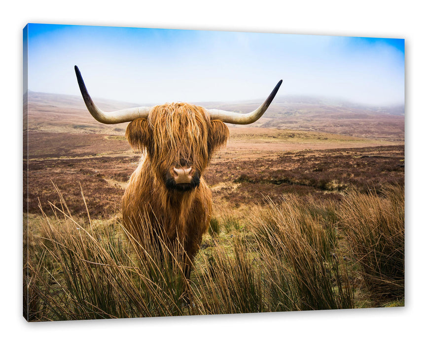Pixxprint Highland Rind mit großen Hörnern Steppe, Leinwandbild