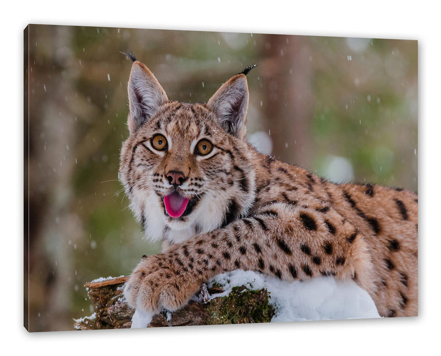 Pixxprint Luchs auf schneebedecktem Baumstumpf, Leinwandbild