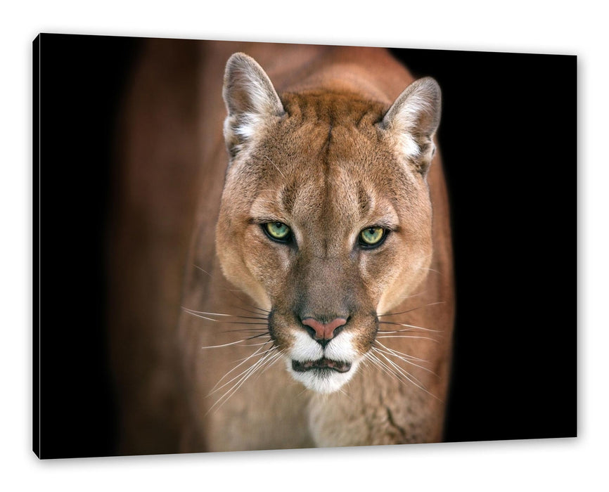 Pixxprint Bedrohlicher Puma Nahaufnahme, Leinwandbild