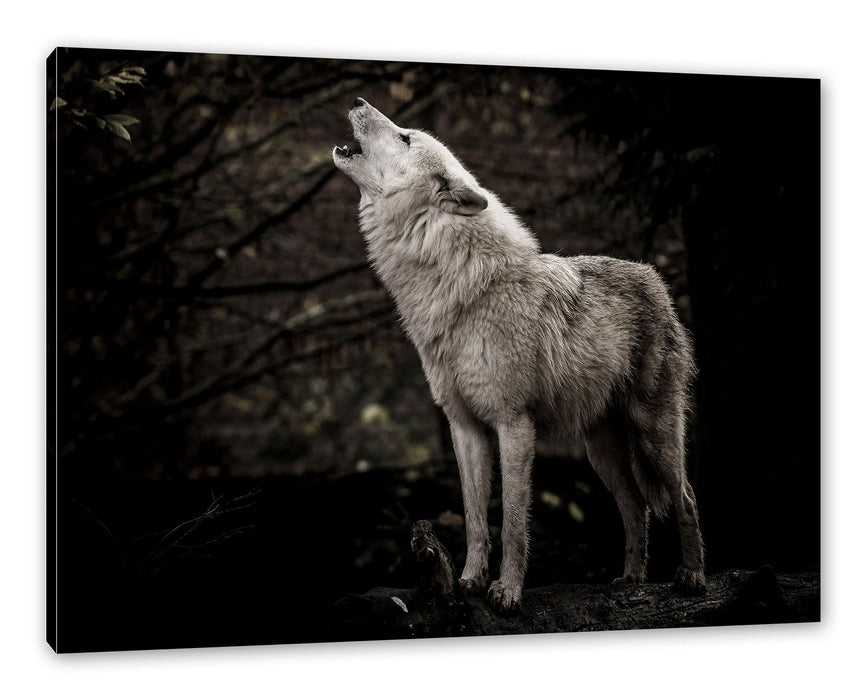 Pixxprint Weißer heulender Wolf im Wald, Leinwandbild