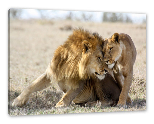 Schmusendes Löwenpaar in der Steppe Leinwanbild Rechteckig