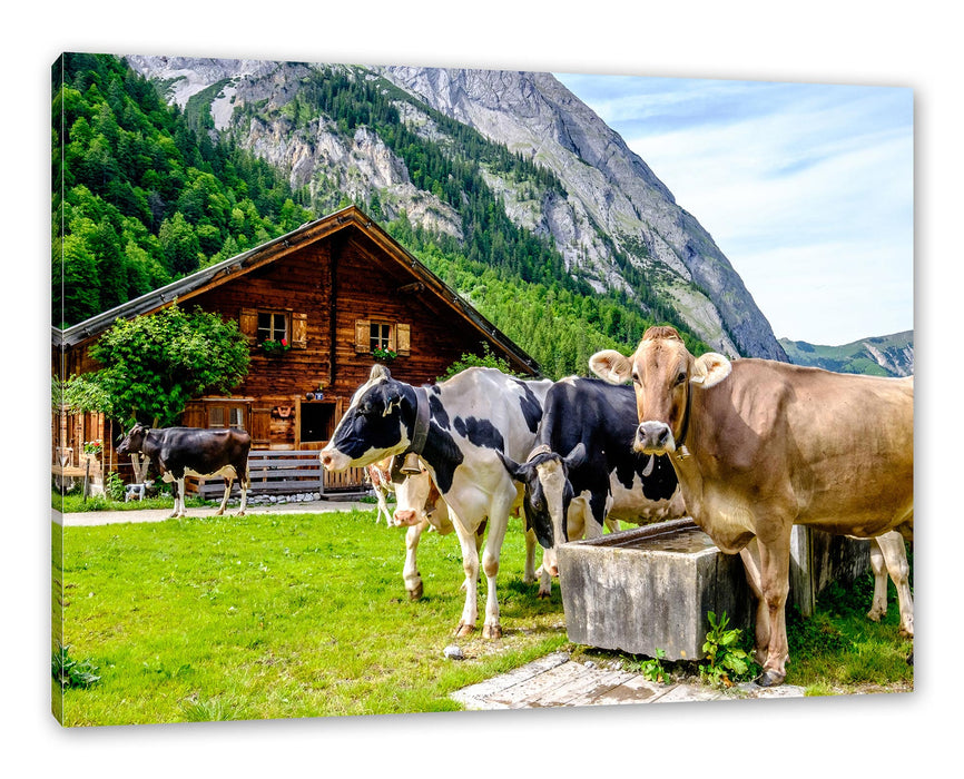 Pixxprint Kühe auf Almwiese am Trog, Leinwandbild