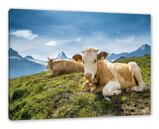Simmentaler Kühe vor Schweizer Alpen Leinwanbild Rechteckig