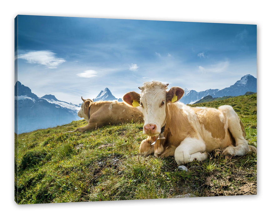 Pixxprint Simmentaler Kühe vor Schweizer Alpen, Leinwandbild