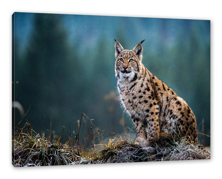 Pixxprint Europäischer Luchs auf Wiese, Leinwandbild