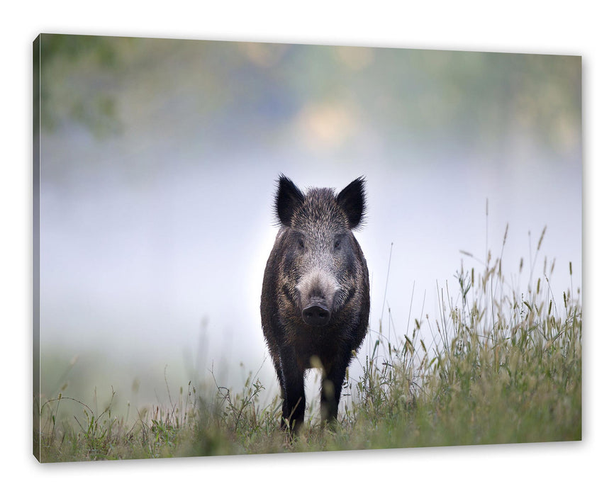 Pixxprint Wildschweinauf einer Wiese im Nebel, Leinwandbild