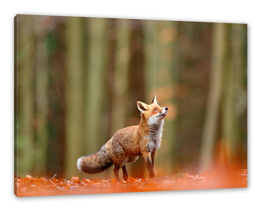 Neugieriger Fuchs im Herbstwald Leinwanbild Rechteckig