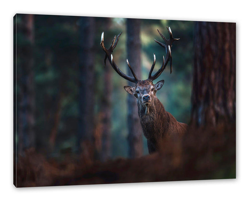 Pixxprint Hirsch im Wald schaut neugierig in die Kamera, Leinwandbild