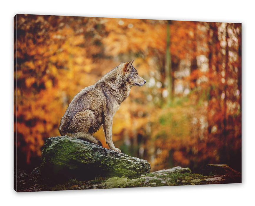 Pixxprint Wolf sitzt auf einem Stein im Herbstwald, Leinwandbild