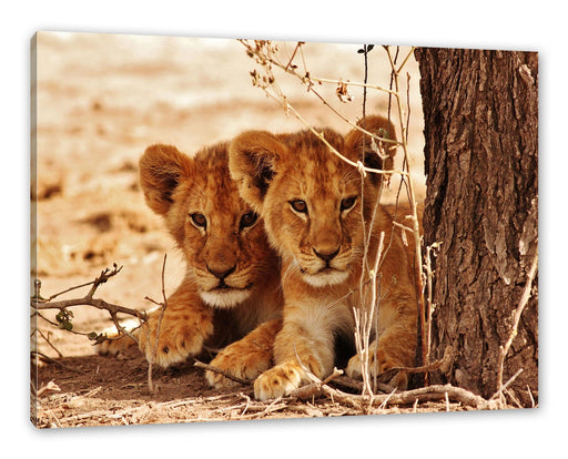 Junge Löwen im Schatten eines Baumes Leinwanbild Rechteckig