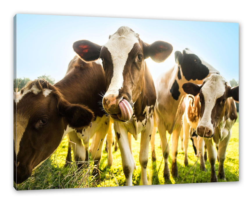 Pixxprint Kühe weiden in der Sonne auf grüner Alm, Leinwandbild